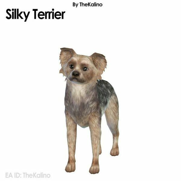 Silky Terrier At Kalino 1 Silky Terrier At Kalino Sims 4 CC