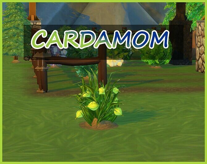 Harvestable Cardamom By Icemunmun 1 Harvestable Cardamom By Icemunmun Sims 4 CC