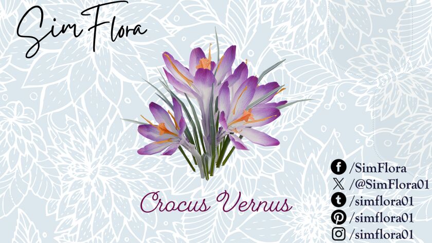 Crocus Vernus 4 sims 4 cc crocus vernus 2